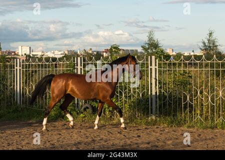 Pferd hannoveraner rot-braune Farbe mit weißer Streifenlinie Stockfoto