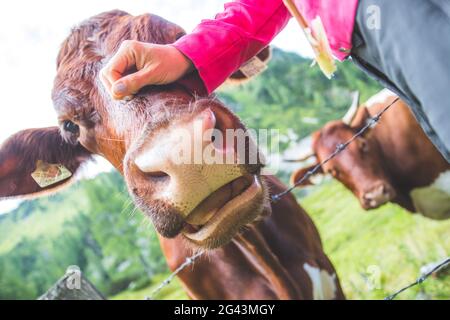 Weitwinkel der neugierigen braunen Kuh auf der Alpwiese Stockfoto