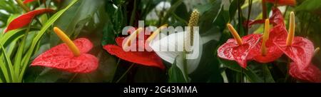 Nahaufnahme von roten Anthurium-Blüten Stockfoto