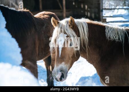 Braunes Pferd im Fahrerlager: Idyllische Landschaft im Winter Stockfoto