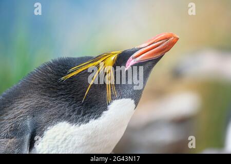 Nahaufnahme eines Makkaroni-Pinguins (Eudyptes chrysolophus), Ostfalkland, Falklandinseln, Südamerika Stockfoto
