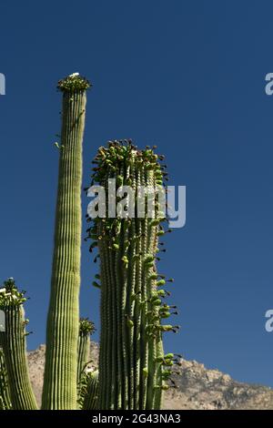 Insekten strömen im Mai zu einer beispiellosen Anzahl von „nebenblüten“ auf dem saguaro-Kaktus, ihrer typischen Frühjahrsblühsaison, Sonoran Desert, Tucson, Stockfoto