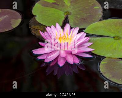 Nahaufnahme einer rosa Seerose (Nymphaeaceae) Stockfoto