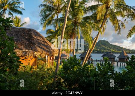 Eine junge blonde Frau blickt vom Balkon ihrer Flitterwochen-Suite inmitten von Kokospalmen in die Überwasser-Bungalows des Sofitel Bora Bora Private Island R Stockfoto