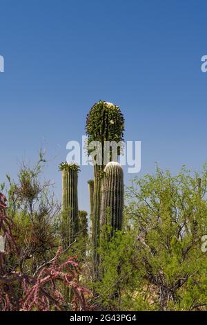 Insekten strömen im Mai zu einer beispiellosen Anzahl von „nebenblüten“ auf dem saguaro-Kaktus, ihrer typischen Frühjahrsblühsaison, Sonoran Desert, Tucson, Stockfoto