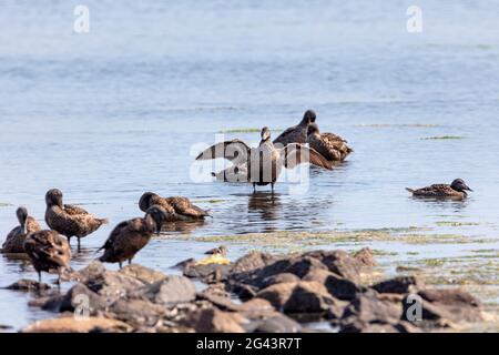 Graues Ganzes (Anser anser) Amrum, Schleswig-Holstein, Deutschland Stockfoto