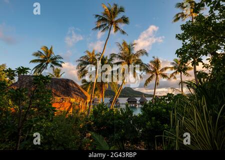 Eine junge blonde Frau auf dem Balkon ihrer Flitterwochen-Suite inmitten von Kokospalmen mit Blick auf die Bungalows im Sofitel Bora Bora Private Isl Stockfoto