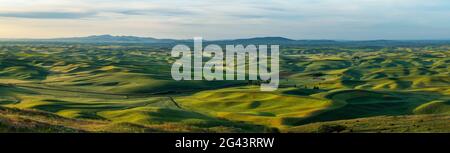 Landschaft mit grünen Hügeln, Palouse, Whitman County, Washington, USA Stockfoto