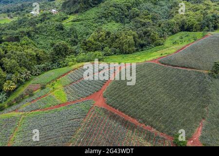 Luftaufnahme der Ananasplantage im Paopao Valley, Moorea, Windward Islands, Französisch-Polynesien, Südpazifik Stockfoto