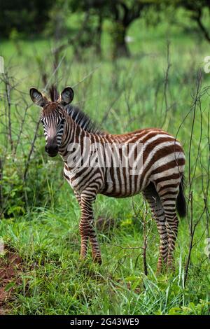 Zebra im Grasland, Akagera-Nationalpark, östliche Provinz, Ruanda, Afrika Stockfoto