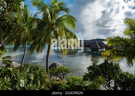 Kokospalmen und Überwasser-Bungalows des Sofitel Bora Bora Private Island Resort in der Bora Bora Lagune bei Sonnenaufgang, Bora Bora, Leeward Islands, F Stockfoto