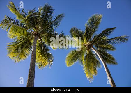 Zwei Kokospalmen im Malamala Island Beach Club, Mala Mala Island, Mamanuca Group, Fidschi-Inseln, Südpazifik Stockfoto
