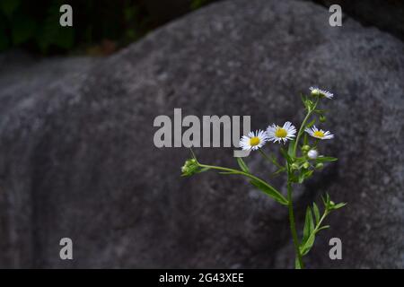 Blumen in Japan Stockfoto