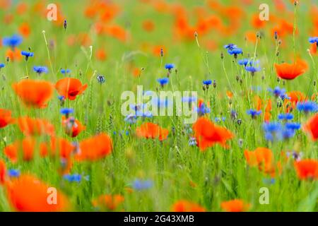 Getreidefeld mit Wiesenblumen, Bayern, Deutschland, Europa Stockfoto