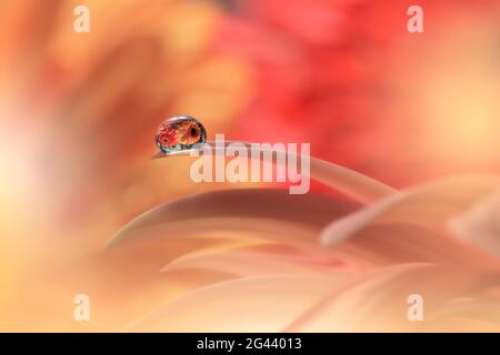 Schöne Natur Hintergrund.Floral Art Design.Abstrakte Makro-Fotografie.Gerbera Gänseblümchen Blume.Pastell Stockfoto