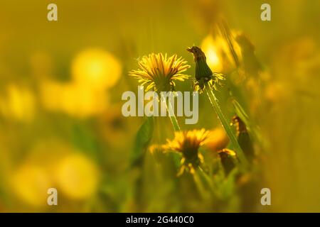 Dandelionen im Abendlicht, Bayern, Deutschland, Europa Stockfoto