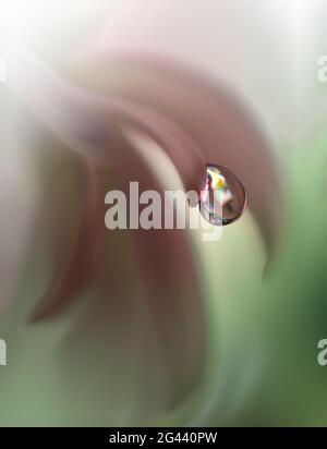 Schöne Natur Hintergrund.Blumenkunst Design.Abstrakte Makro-Fotografie.Gänseblümchen-Blume.Pastell-Blumen Stockfoto