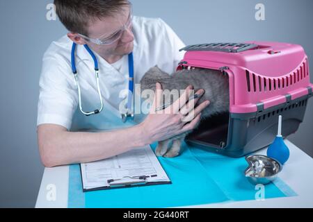 Männlicher Tierarzt notiert sich auf dem Untersuchungstisch in der Klinik Notizen zur Gesundheitskontrolle grauer schottischer Straight-Kätzchen in Tierträger. Stockfoto