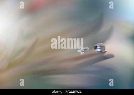 Schöne Natur Hintergrund.Floral Art Design.Abstrakte Makro-Fotografie.Weiße Gänseblümchen Blume.Pastell. Stockfoto