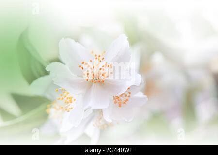 Schöne Grüne Natur Hintergrund.Bunte Künstlerische Wallpaper.Natürliche Makro-Fotografie.Schönheit. Stockfoto