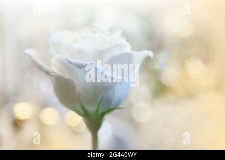 Schöne Natur Hintergrund.Blumenkunst Design.Abstrakte Makro-Fotografie.Weiße Rose Blume.Pastell. Stockfoto