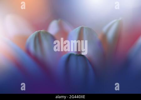 Schöne Natur Hintergrund.Floral Art Design.Abstrakte Makro-Fotografie.Gerbera Gänseblümchen Blume.Pastell Stockfoto