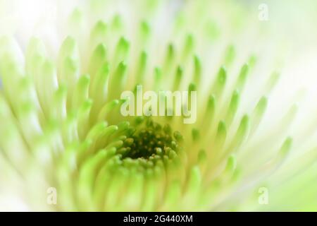 Schöne Grüne Natur Hintergrund.Floral Fantasy Design.Künstlerische Abstrakte Chrysantheme Blumen. Stockfoto