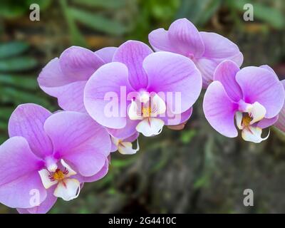 Nahaufnahme von lila Orchideen Stockfoto