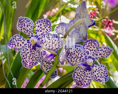 Nahaufnahme von blau gefleckten Orchideen Stockfoto