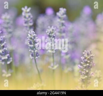 Schöne violette Natur Hintergrund.Floral Art Design.Weiche Fokus.Makro-Fotografie.Floral abstrakt. Stockfoto