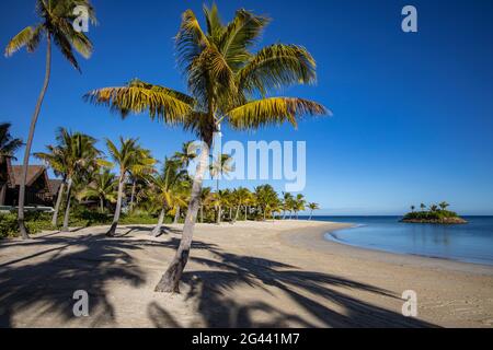 Kokospalmen und Strand im Six Senses Fiji Resort, Malolo Island, Mamanuca Group, Fidschi-Inseln, Südpazifik Stockfoto