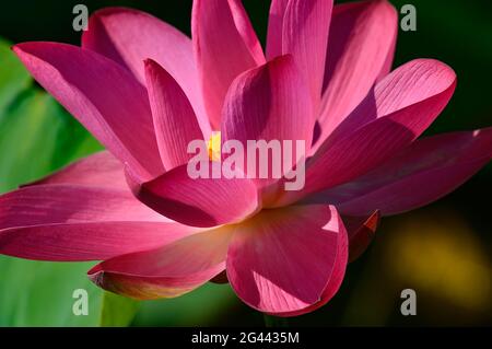 Lotusblume in der Morgensonne, Cooinda, Kakadu National Park, Northern Territory, Australien Stockfoto