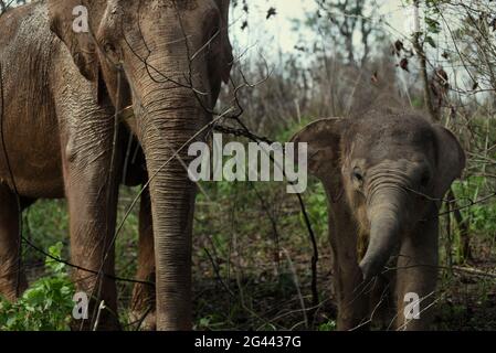 Ein Elefant und ein Kalb auf den Büschen, bevor es zurück zum Elefantenzentrum im Way Kambas Nationalpark, Indonesien geht. Stockfoto
