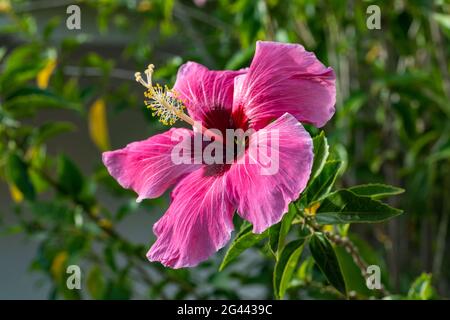 Wunderschöne rosa und violette Hibiskusblüte, Taiohae, Nuku Hiva, Marquesas-Inseln, Französisch-Polynesien, Südpazifik Stockfoto