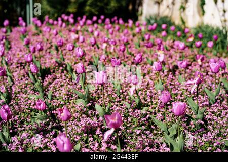 Blumenbeet mit lila Tulpen - Frühlingshintergrund, am Comer See, Italien Stockfoto