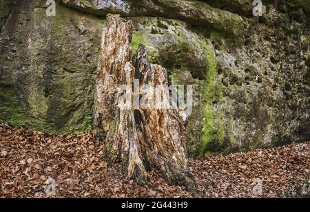 Der alte Baumstamm auf dem Felsen Stockfoto