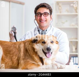 Arzt prüfen Golden Retriever Hund in der Tierklinik Stockfoto