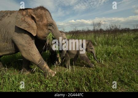 Eine Gruppe von Elefanten, die zurück zum Elefantenzentrum gehen, nachdem sie sich im Way Kambas National Park, Indonesien, von den Büschen ernährt haben. Stockfoto