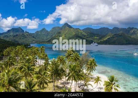 Luftaufnahme von Kokospalmen am Strand der Opunohu Bay mit einem Schiff in der Ferne, Moorea, Windward Islands, Französisch-Polynesien, Südpazifik Stockfoto