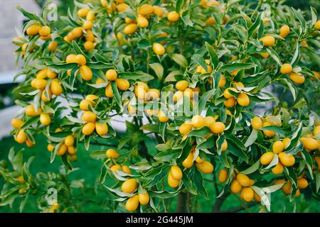 Kumquat oder Fortunella Baum mit reifen Orangenfrüchten auf Ästen im Garten. Stockfoto