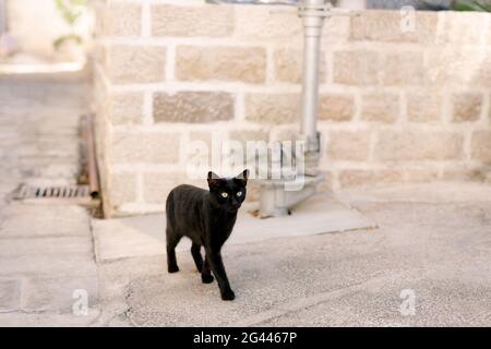 Eine schwarze Katze im Hof auf dem Asphalt steht vor dem Hintergrund einer Ziegelmauer und einer Metallleitung. Stockfoto