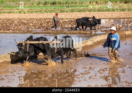 Bauer pflügt Reisfeld mit Zebus westlich von Antananarivo, Hochland, Madagaskar, Afrika Stockfoto