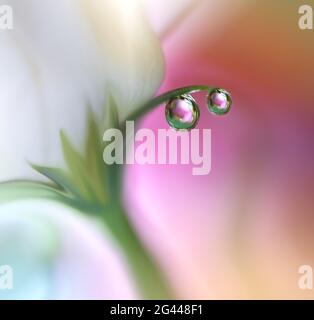 Schöne Natur Hintergrund.Blumenkunst Design.Abstrakte Makro-Fotografie.Weiße Rose Blume.Pastell. Stockfoto