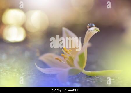 Schöne Natur Hintergrund.Floral Art Design.Abstrakte Makro-Fotografie.Weiße Blume.Pastellfarbe. Stockfoto