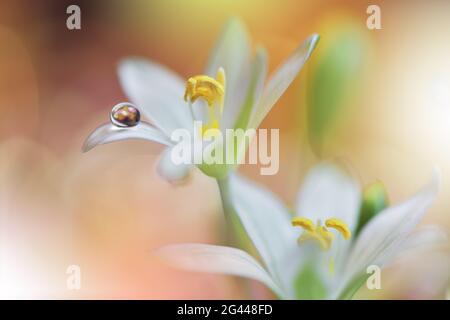 Schöne Natur Hintergrund.Floral Art Design.Abstrakte Makro-Fotografie.Gerbera Gänseblümchen Blume.Pastell Stockfoto