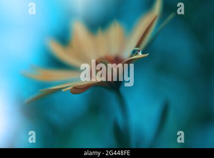 Schöne Natur Hintergrund.Blumenkunst Design.Abstrakte Makro-Fotografie.Gelbe Gänseblümchen Blume.Pastell Stockfoto
