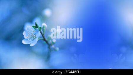 Schöne Blaue Natur Hintergrund.Bunte Künstlerische Wallpaper.Natürliche Makro-Fotografie.Schönheit. Stockfoto