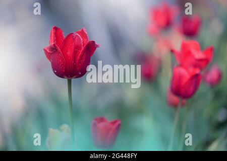 Schöne Makroaufnahme von magischen Blumen. Border Art Design. Magisches Licht.extrem nahes Makrofoto. Stockfoto