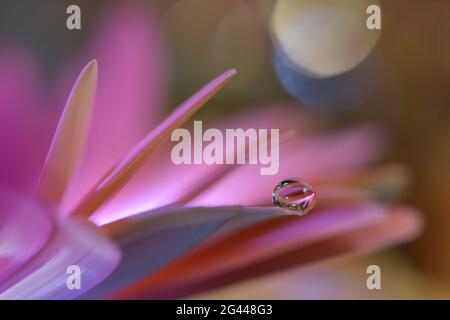Schöne Natur Hintergrund.Floral Art Design.Abstrakte Makro-Fotografie.Gerbera Gänseblümchen Blume.Pastell Stockfoto