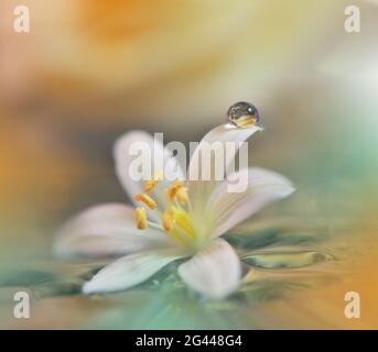 Schöne Natur Hintergrund.Floral Art Design.Abstrakte Makro-Fotografie.Gerbera Gänseblümchen Blume.Pastell Stockfoto